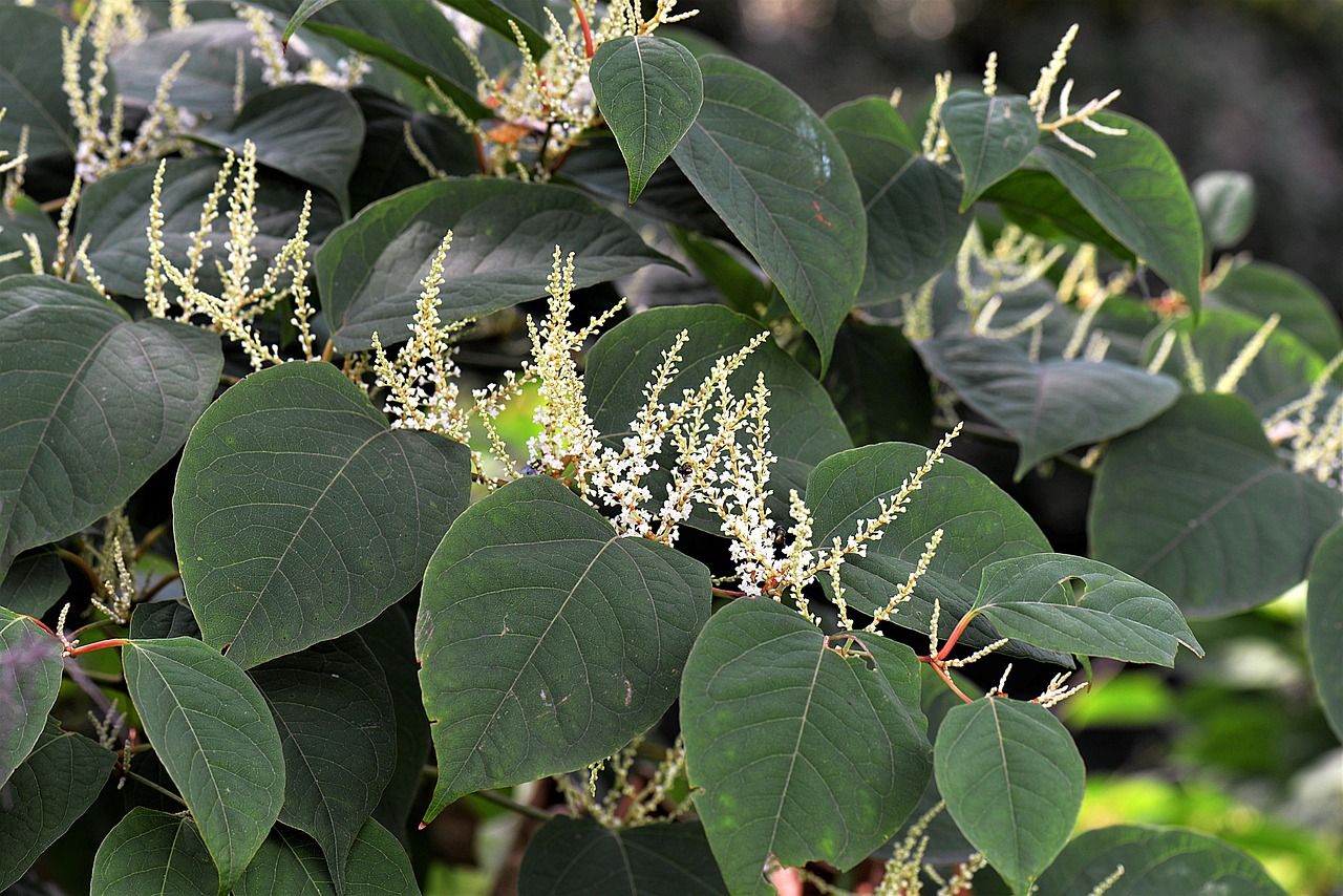 japanese-knotweed.jpg