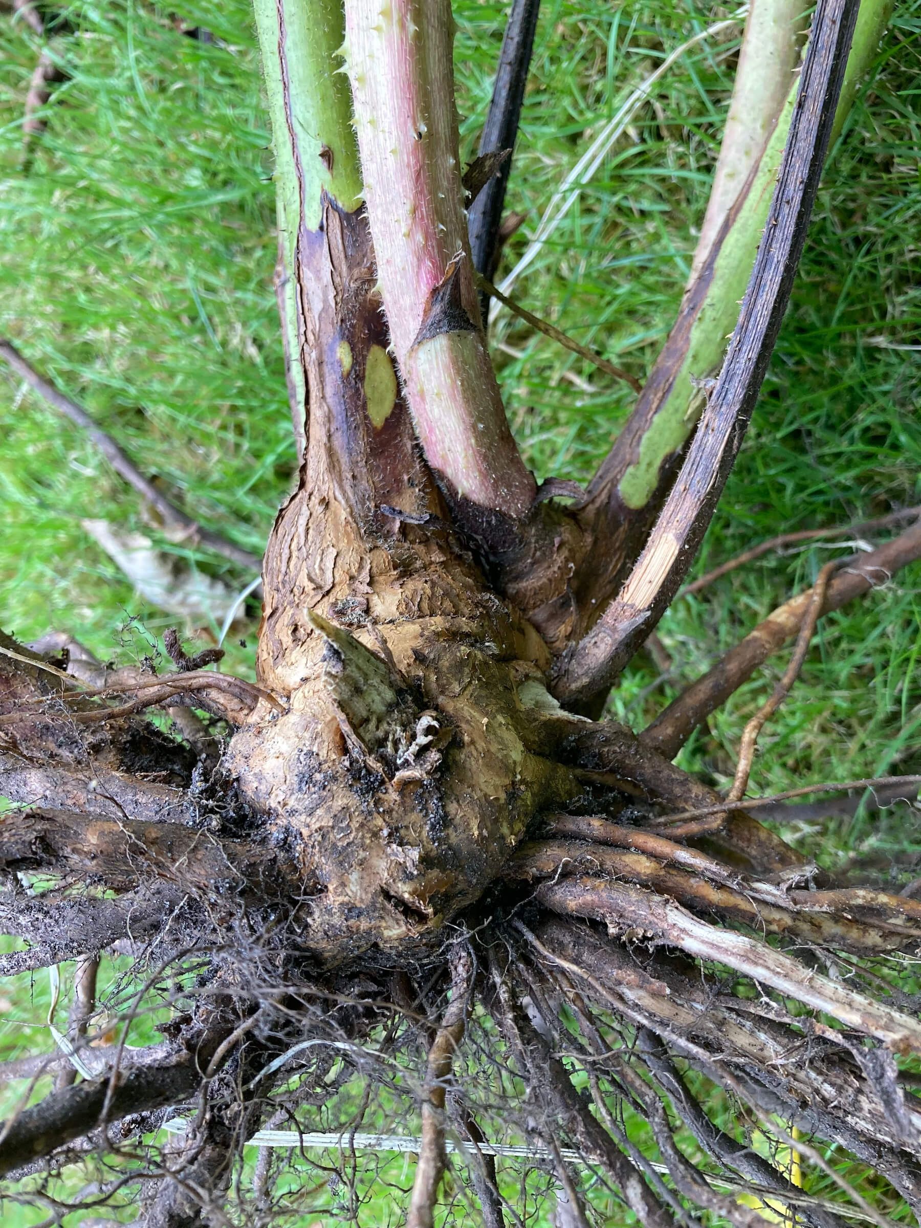 A large bramble root exposed post-removal