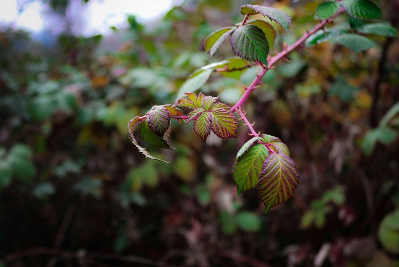 How to Get Rid of Brambles: A Guide by the Professionals - The Gardensmiths